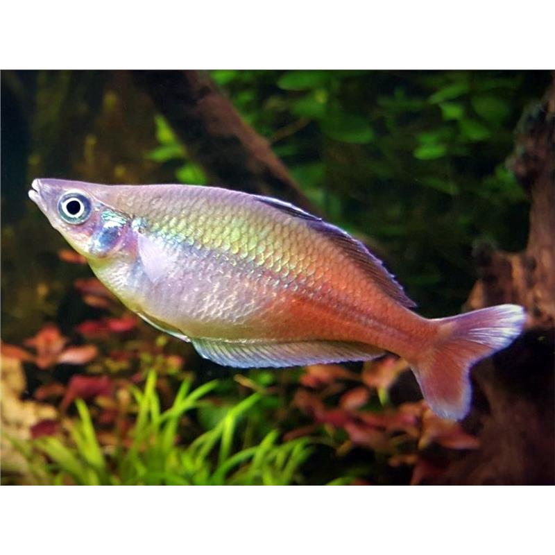 Chilatherina bleheri - imagine 3